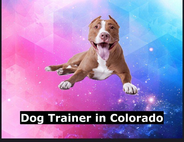 Dog Trainer in Colorado