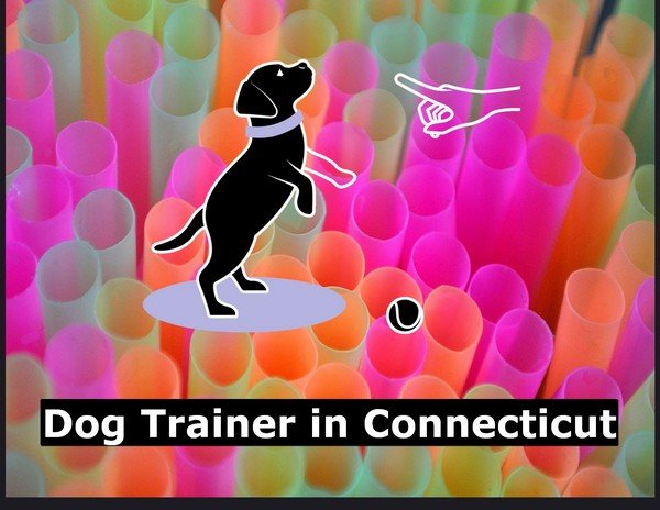 Dog Trainer in Connecticut