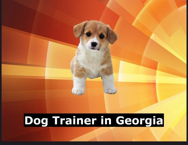 Dog Trainer in Georgia