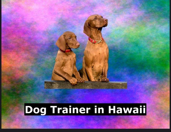 Dog Trainer in Hawaii