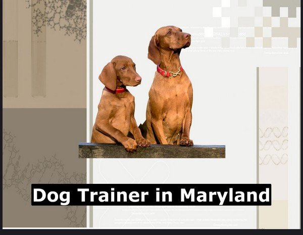 Dog Trainer in Maryland