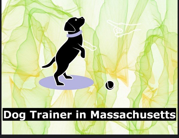 Dog Trainer in Massachusetts