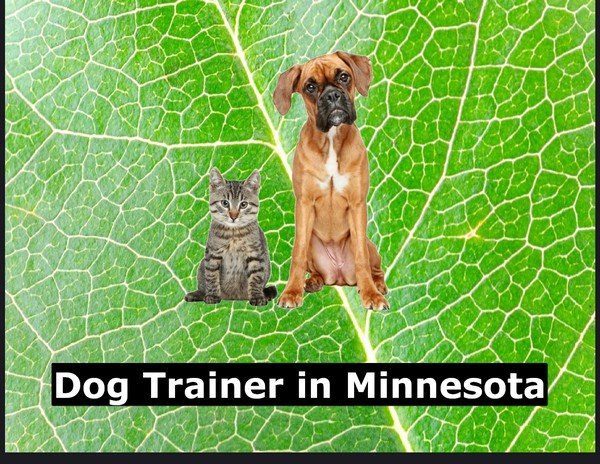 Dog Trainer in Minnesota