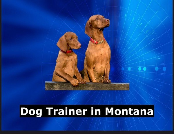 Dog Trainer in Montana