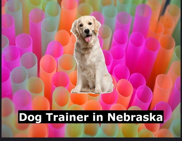 Dog Trainer in Nebraska