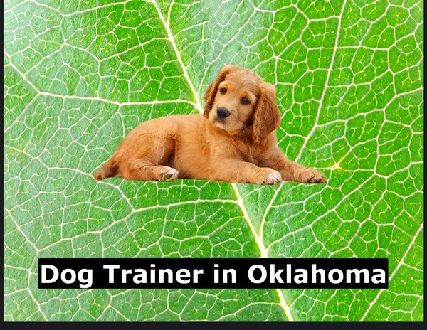 Dog Trainer in Oklahoma