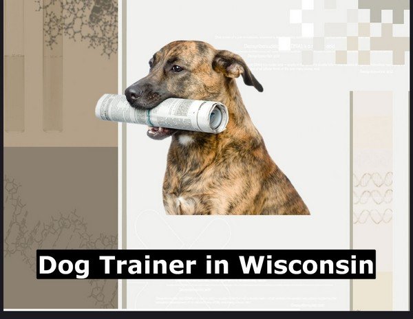 Dog Trainer in Wisconsin